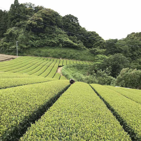 tea garden