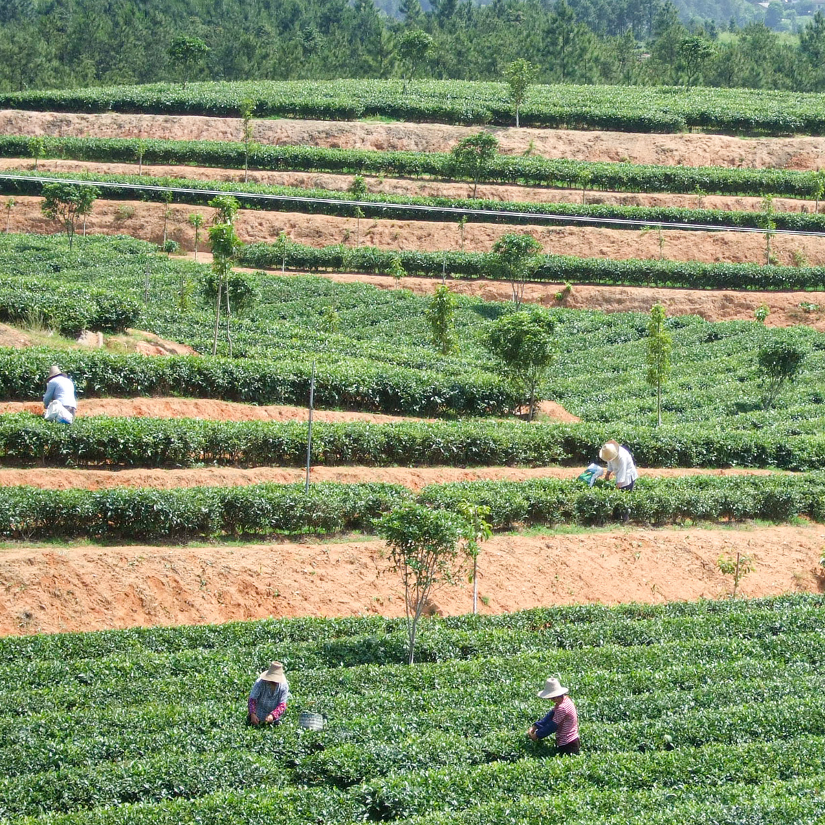 What is The Origin of Tea?
