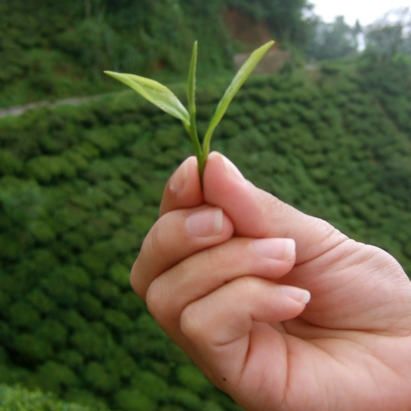 What is Camellia Sinensis?