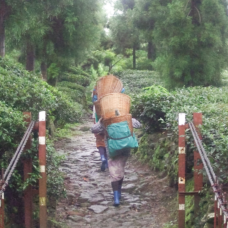 What is plucking?– Sloane Fine Tea Merchants