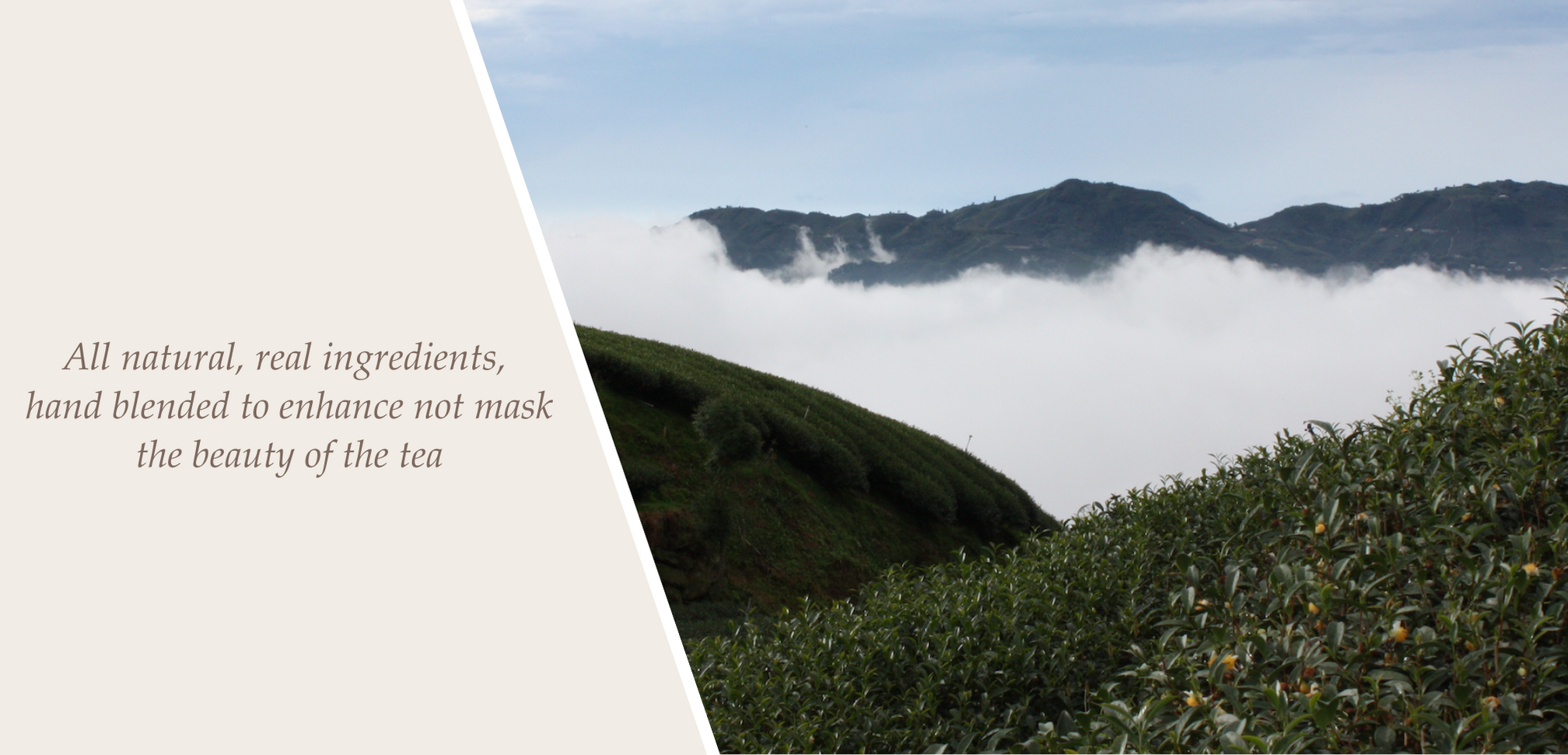 Sloane Fine Tea Merchants