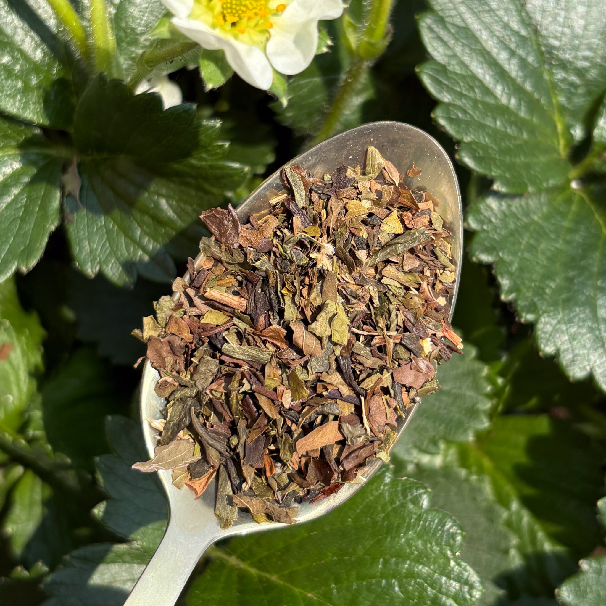 tea leaves